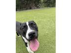 Adopt Custer a American Staffordshire Terrier, Mixed Breed