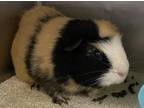 Adopt Hobart a Guinea Pig