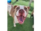 Adopt Bruno a Pit Bull Terrier
