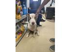 Adopt Homer a Pit Bull Terrier, Mixed Breed