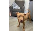 Adopt Whiz a Pit Bull Terrier