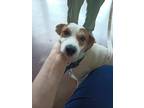 Adopt Wishbone (in Foster) a Parson Russell Terrier, Mixed Breed