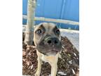 Adopt Taylor (Underdog) a Black Mouth Cur, Mixed Breed