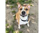 Adopt Sam $99 a Pit Bull Terrier, Cattle Dog
