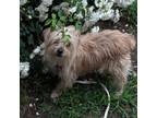 Adopt Fred a Terrier