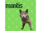 Adopt Mantis a Domestic Short Hair