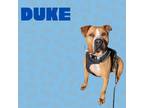 Adopt Duke a Mixed Breed, Great Dane