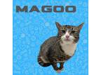 Adopt Mr. Magoo a Domestic Short Hair