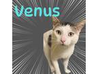 Adopt Venus a Domestic Short Hair