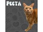Adopt Peeta Ma-lard a Domestic Short Hair