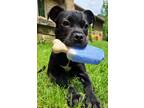 Adopt Malachite a Pit Bull Terrier, Mixed Breed