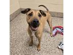 Adopt Snacky a German Shepherd Dog, Mixed Breed