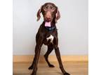 Adopt Remy D16641 a German Shorthaired Pointer