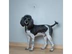 Adopt Franko D16427 a Standard Poodle