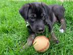 Adopt Rocco a Labrador Retriever, German Shepherd Dog