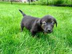 Adopt Pablo a Labrador Retriever, German Shepherd Dog