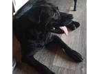 Adopt Panther a Black Labrador Retriever, Pit Bull Terrier