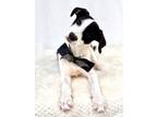 Adopt Spencer a American Staffordshire Terrier, German Shorthaired Pointer