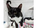 Adopt King Biscuit a Domestic Short Hair