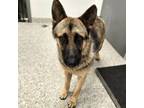 Adopt 56069263 a German Shepherd Dog, Mixed Breed