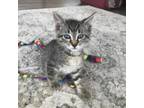Adopt Frittata--In Foster a Domestic Short Hair
