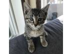 Adopt Quiche--In Foster***ADOPTION PENDING*** a Domestic Short Hair