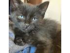 Adopt Omelet--In Foster***ADOPTION PENDING*** a Domestic Short Hair