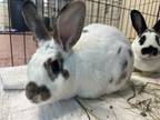 Adopt Benjamin Bunny (companion To Flopsy) a American