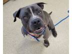 Adopt Saturn a Pit Bull Terrier, Mixed Breed