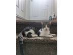 Adopt Earl Grey bonded with Chamomile (courtesy post) a Domestic Short Hair