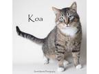 Adopt Koa a Domestic Medium Hair, Domestic Short Hair