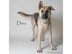 Adopt Dino a German Shepherd Dog, Mixed Breed