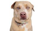 Adopt Quilliam a Pit Bull Terrier, Mixed Breed