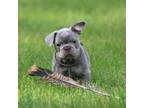 French Bulldog Puppy for sale in Mayville, MI, USA