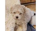 Poodle (Toy) Puppy for sale in Columbia, SC, USA