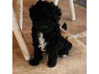 Poodle (Toy) Puppy for sale in Columbia, SC, USA