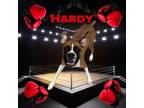 Adopt L-17-24 Hardy a Boxer