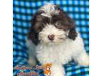 Poodle (Toy) Puppy for sale in Pisgah, AL, USA