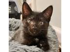 Adopt Cup Cake a Domestic Short Hair