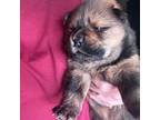 Chow Chow Puppy for sale in Las Vegas, NV, USA