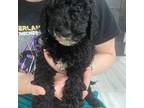 Goldendoodle Puppy for sale in Nederland, TX, USA