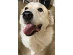 Adopt Chance a Great Pyrenees, Poodle