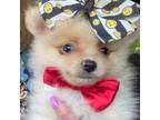 Pomeranian Puppy for sale in Norman, OK, USA