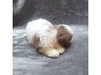 Shih Tzu Puppy for sale in Alexander City, AL, USA