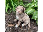 Aussiedoodle Puppy for sale in Appleton, WI, USA