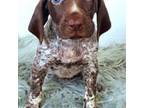 German Shorthaired Pointer Puppy for sale in Manning, SC, USA