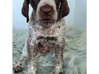 German Shorthaired Pointer Puppy for sale in Manning, SC, USA