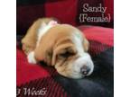 Basset Hound Puppy for sale in Kosse, TX, USA