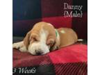 Basset Hound Puppy for sale in Kosse, TX, USA