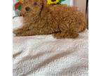 Poodle (Toy) Puppy for sale in Andrews, SC, USA